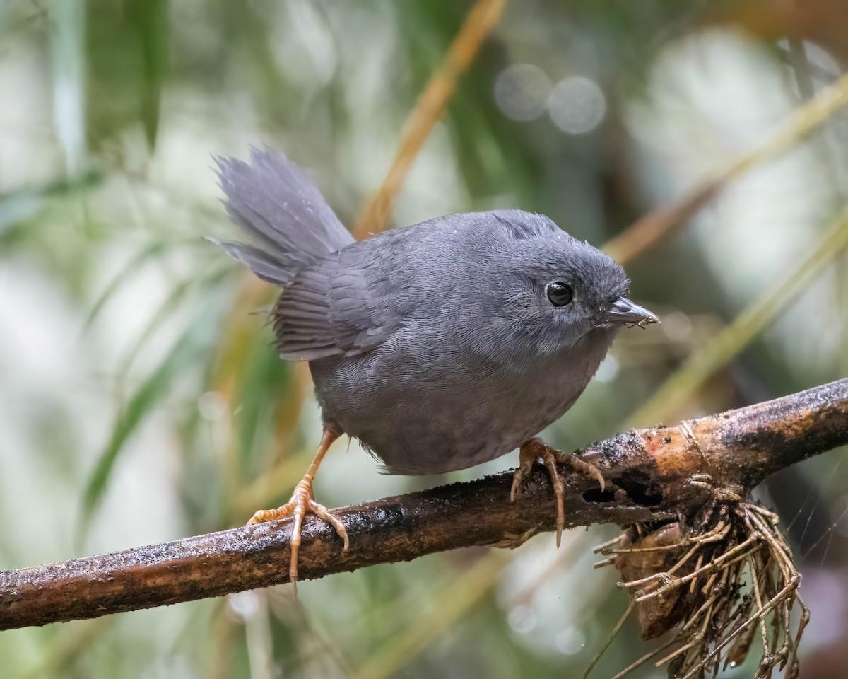 Mouse-colored Tapaculo - ML497940221