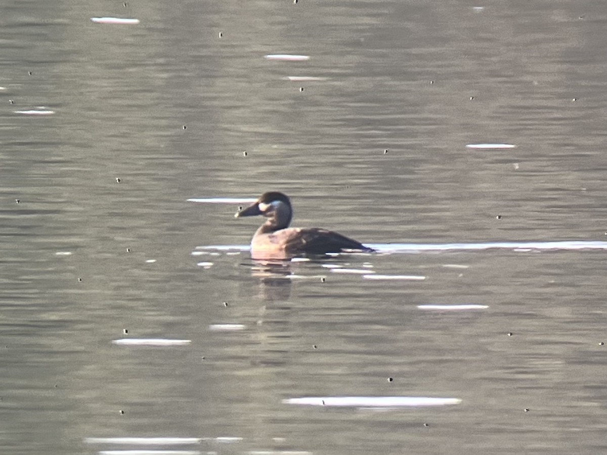 Surf Scoter - ML497940751