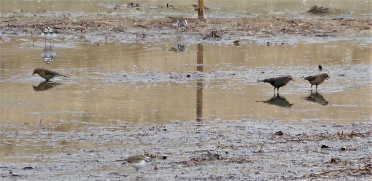 Rusty Blackbird - ML497940901