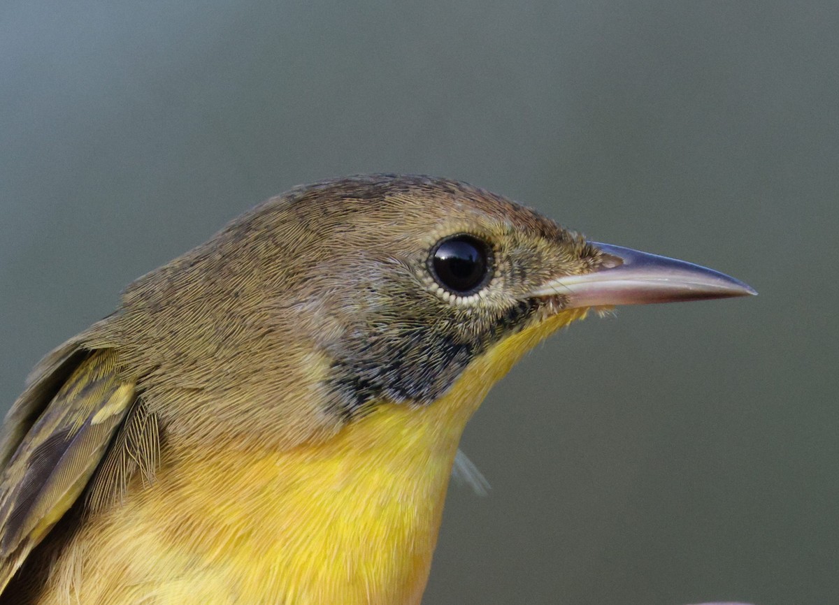 Common Yellowthroat - ML497940921