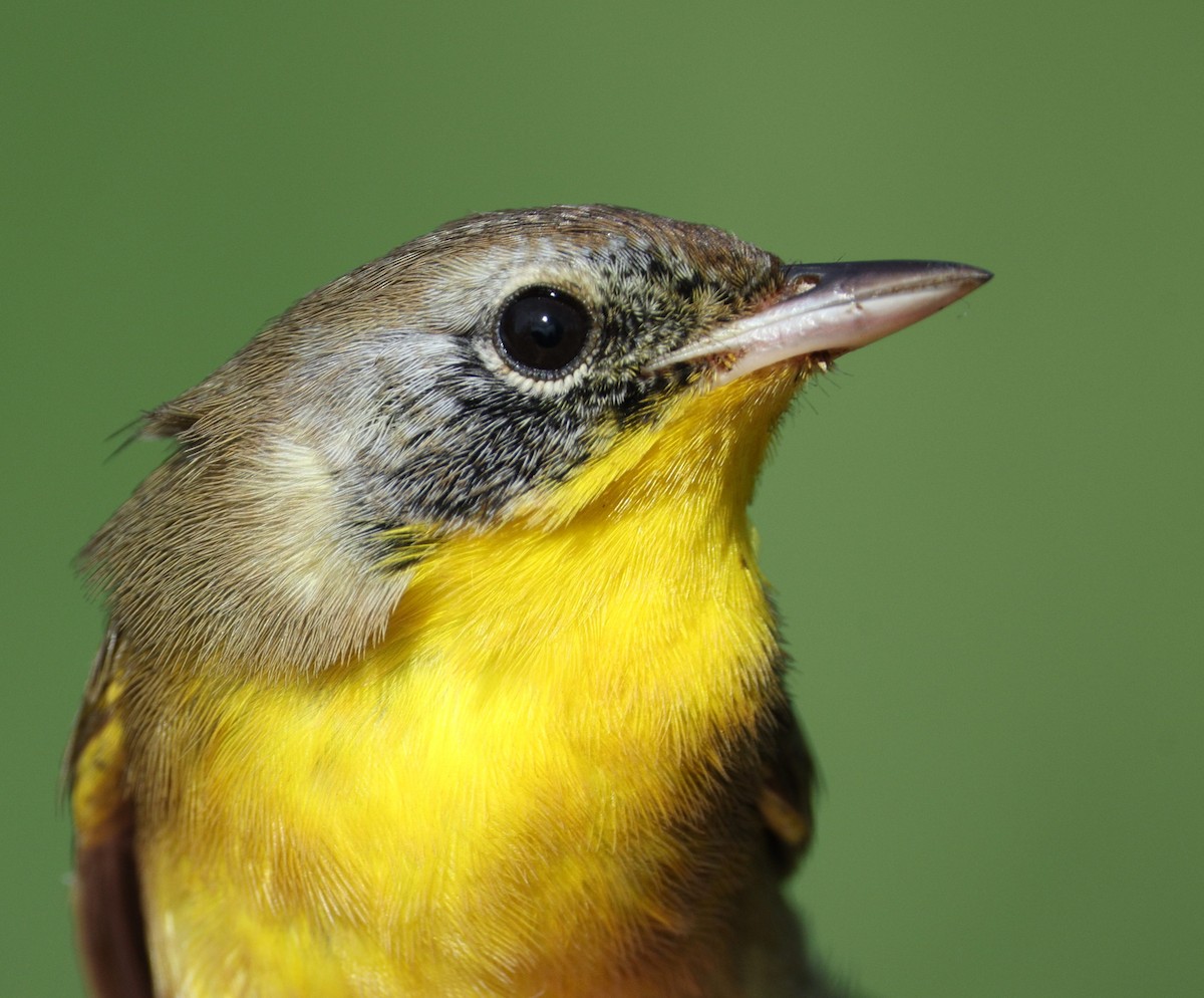 Common Yellowthroat - ML497940941