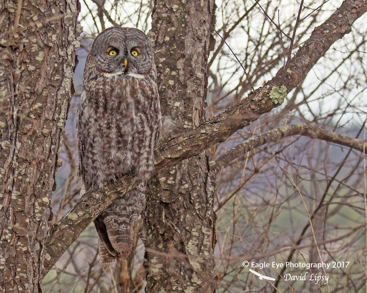 Great Gray Owl - ML49794121