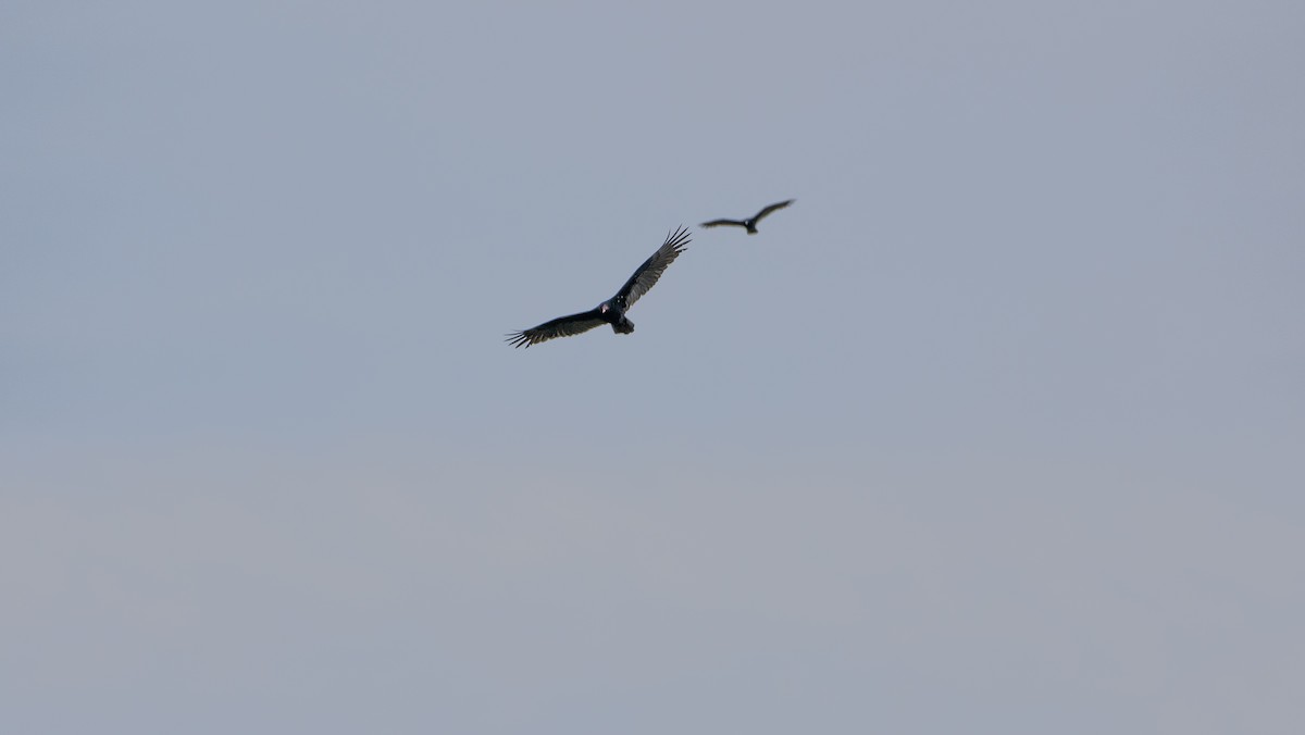 Turkey Vulture - ML497942301