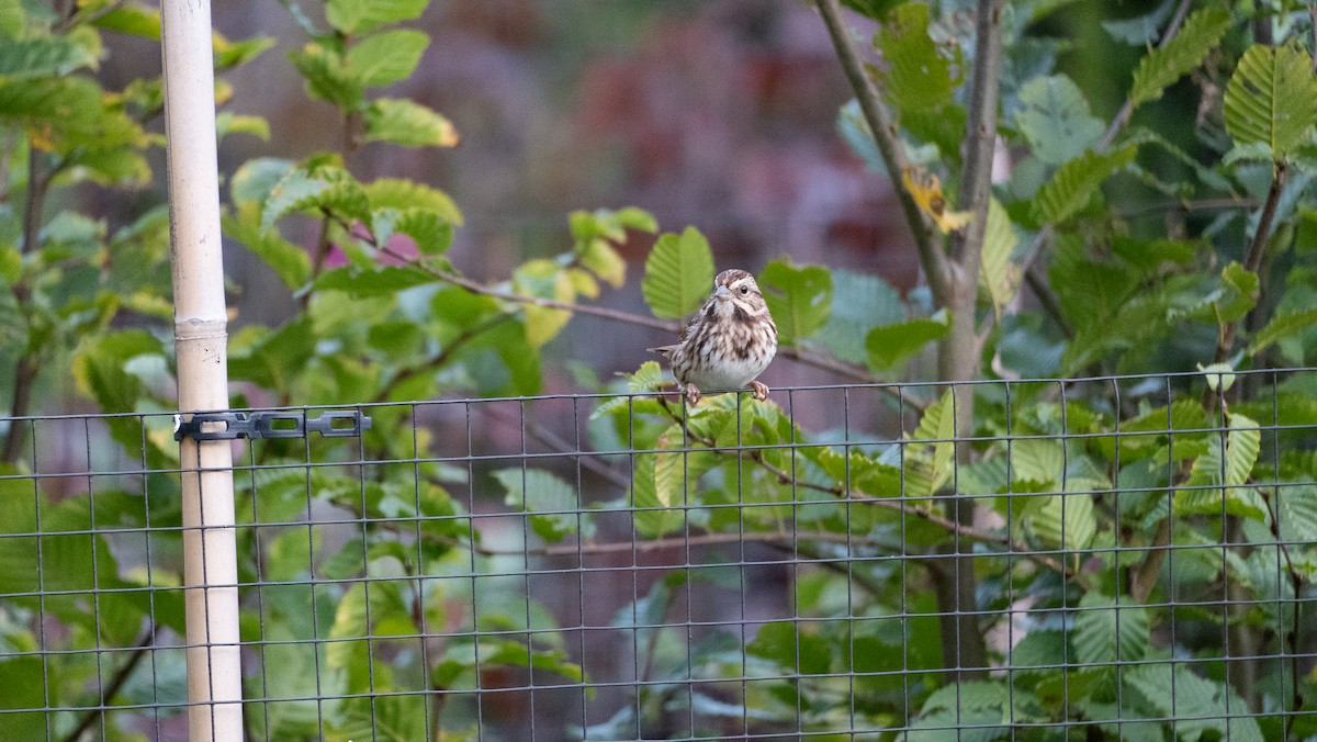 Song Sparrow - Marshall Mumford