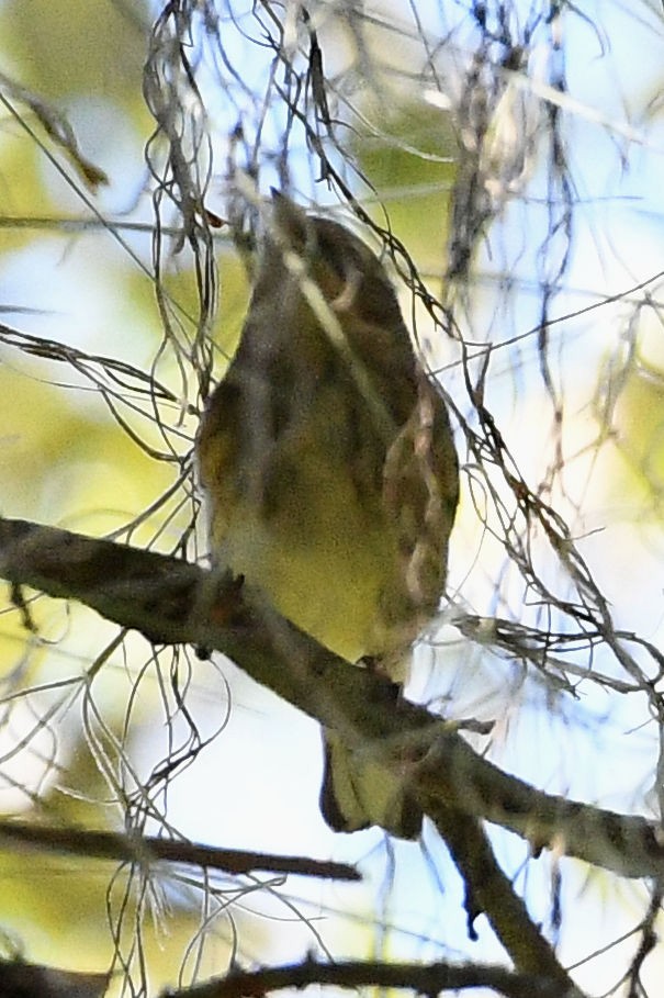 Yellow-rumped Warbler - Lewis Gray