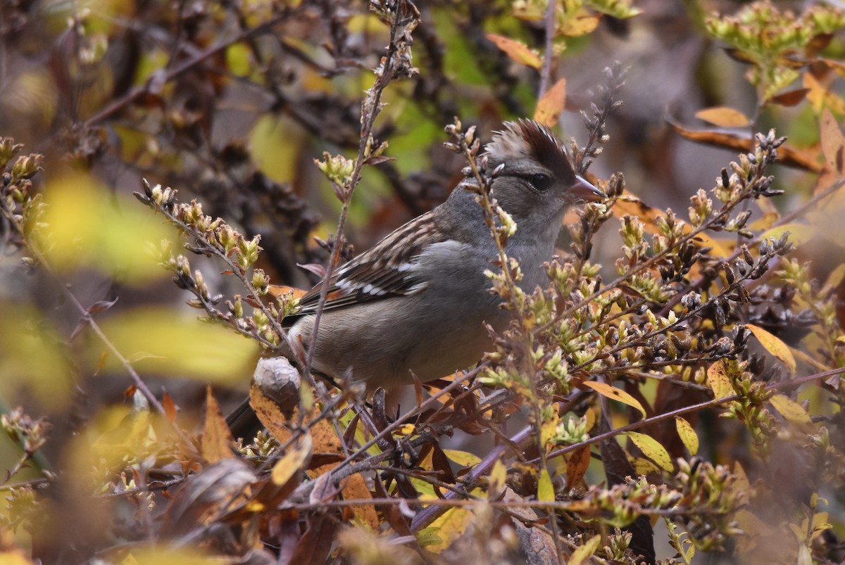 White-crowned Sparrow - ML497943621