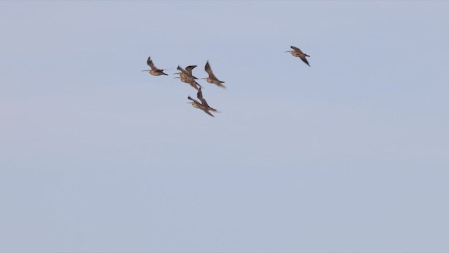 Whimbrel (Hudsonian) - ML497943861