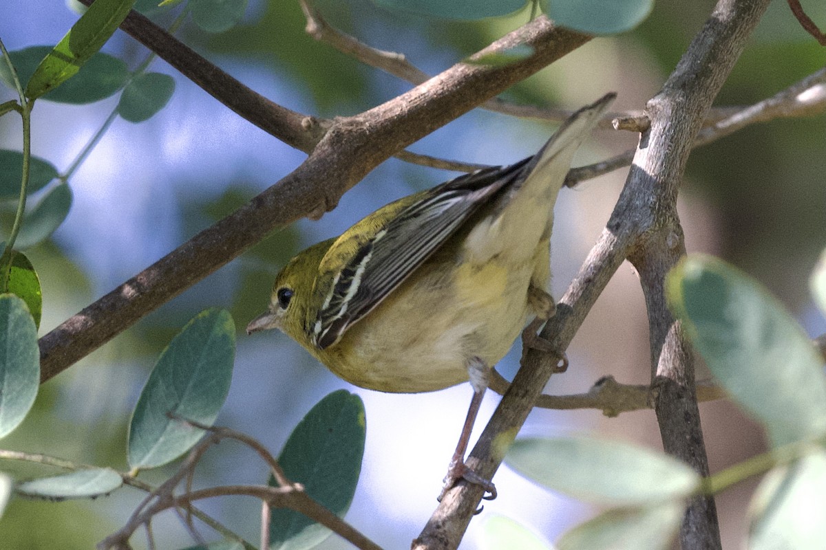 Bay-breasted Warbler - David Theobald