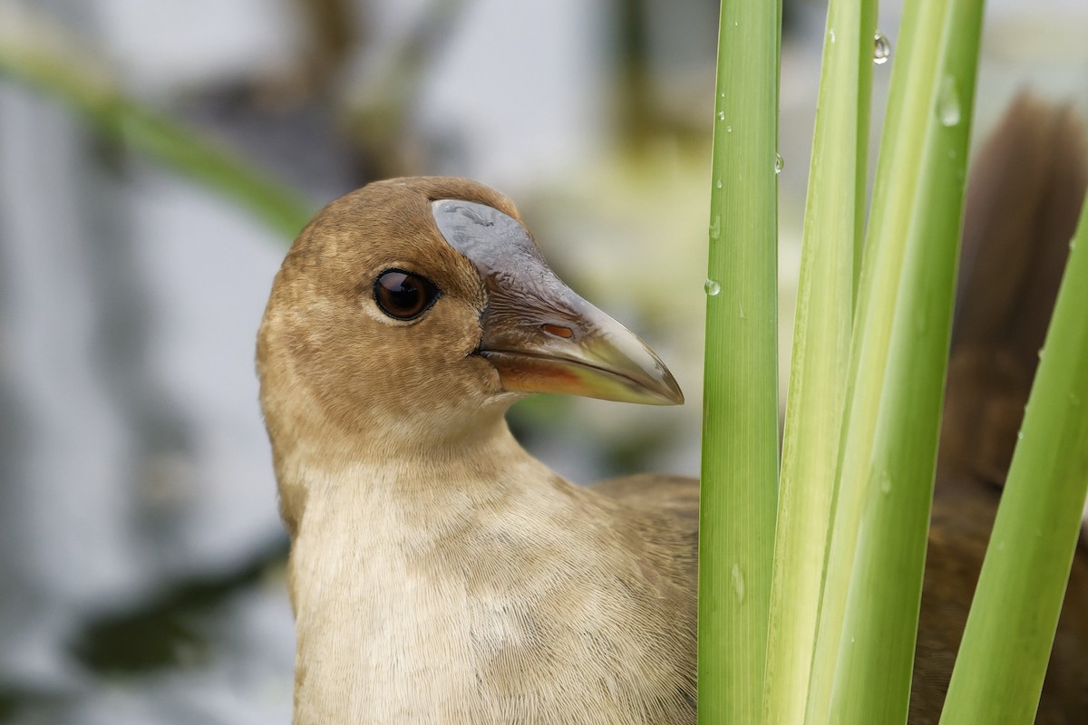 Purple Gallinule - David Mathieu