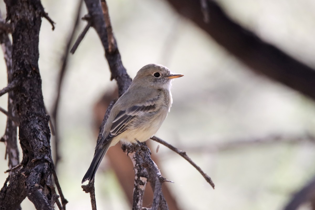 Gray Flycatcher - ML497950091