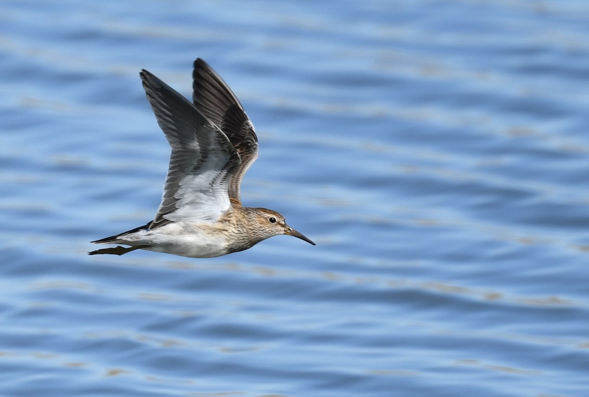 Pectoral Sandpiper - Jeanne Burnham