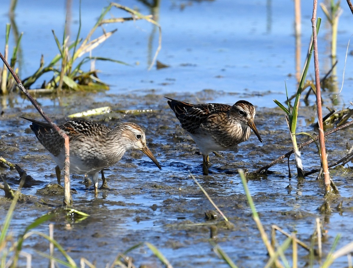 Pectoral Sandpiper - Jeanne Burnham