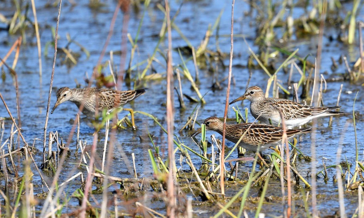 アメリカウズラシギ - ML497950151