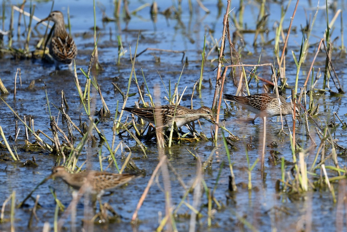 Pectoral Sandpiper - ML497950161