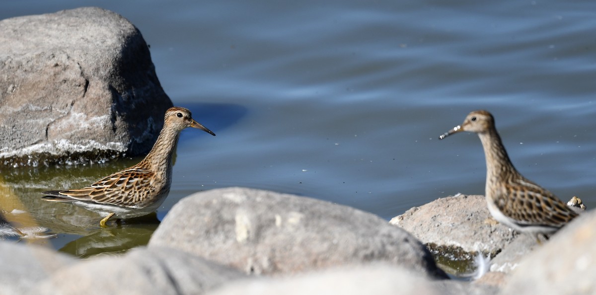 Graubrust-Strandläufer - ML497950171