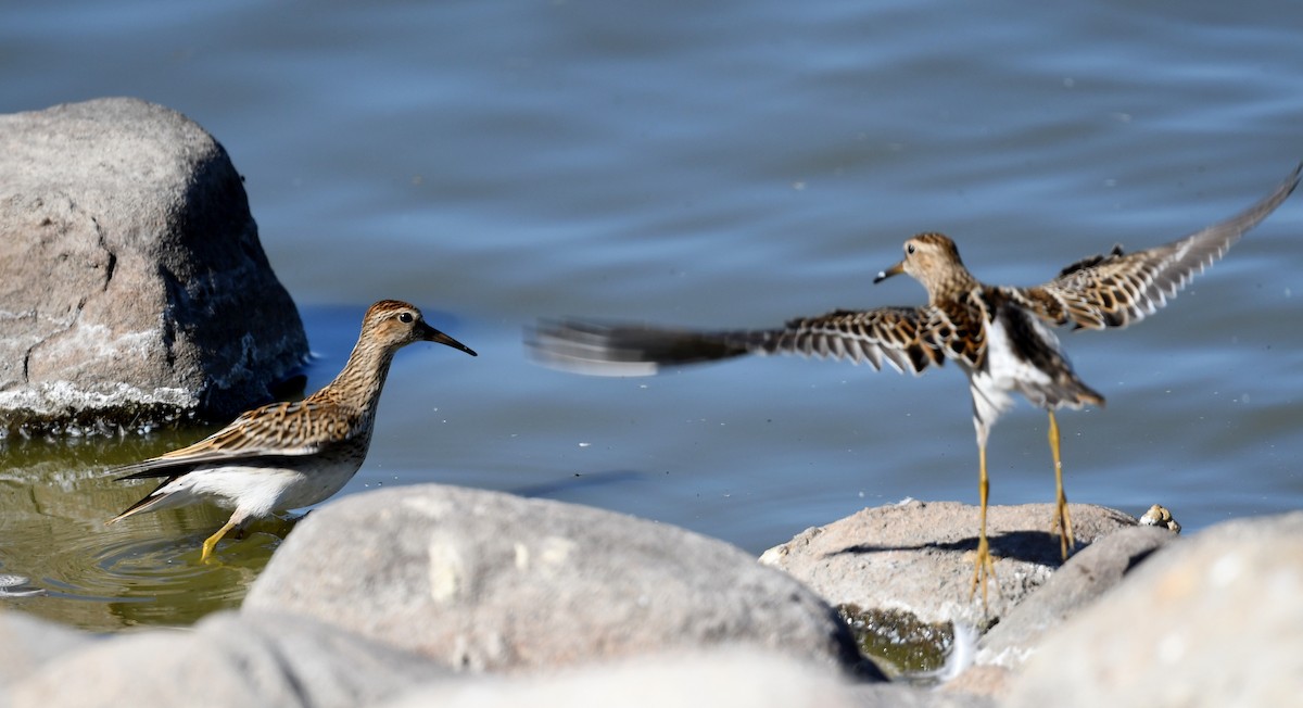 Graubrust-Strandläufer - ML497950181