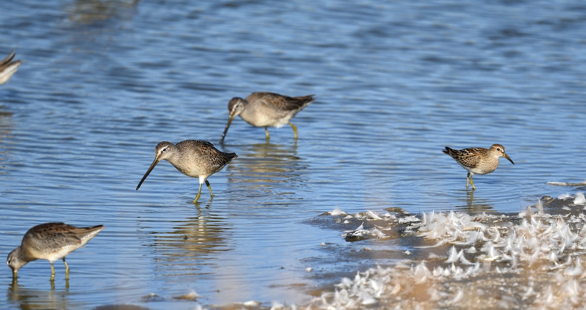 Graubrust-Strandläufer - ML497950191