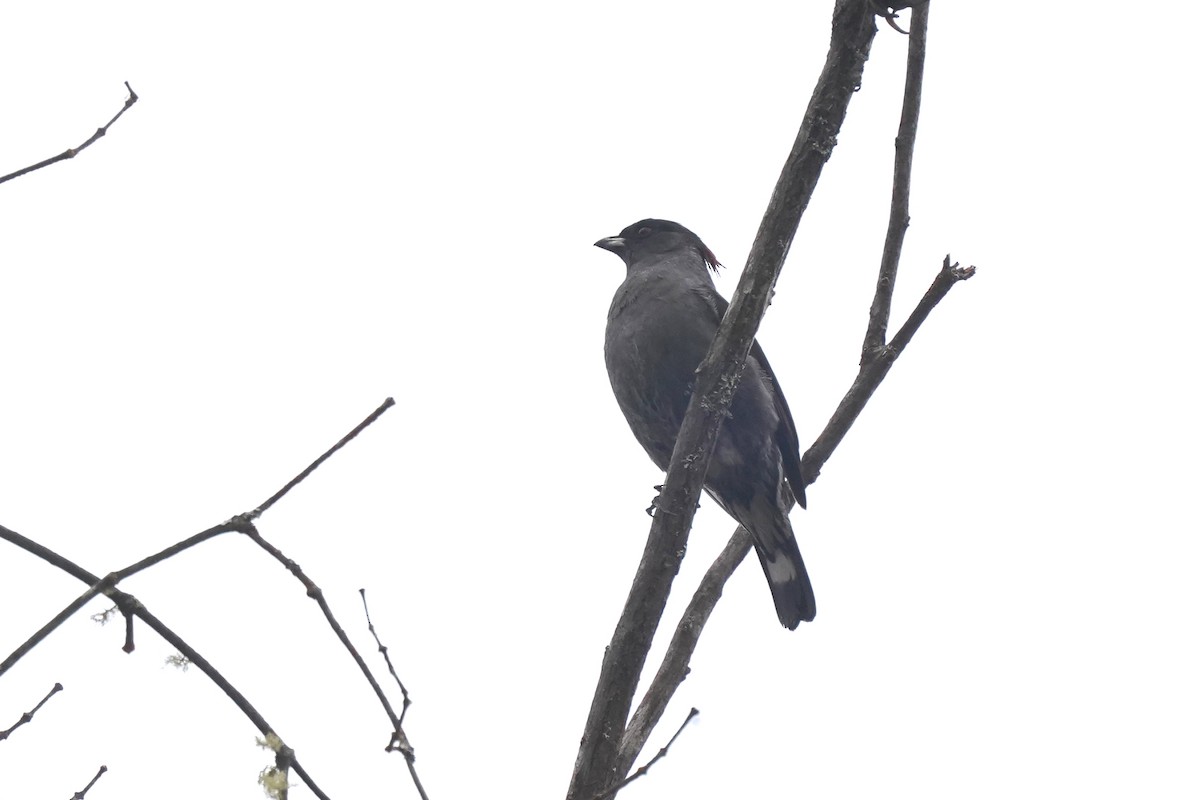 Cotinga à huppe rouge - ML497950211