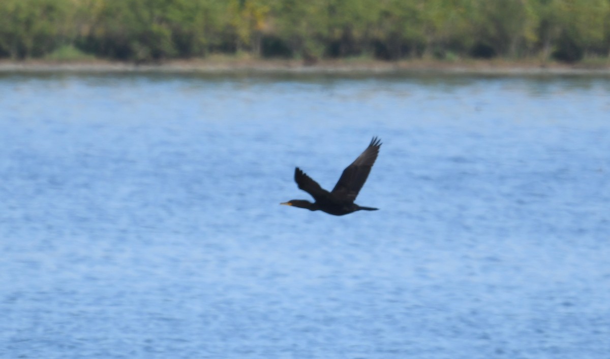 Cormoran à aigrettes - ML497950551