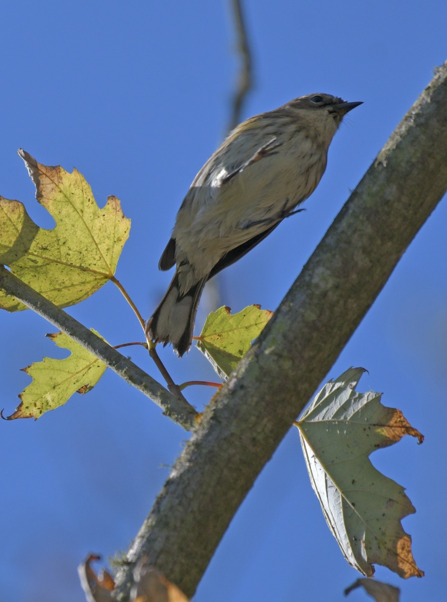 Yellow-rumped Warbler - francesca pastine