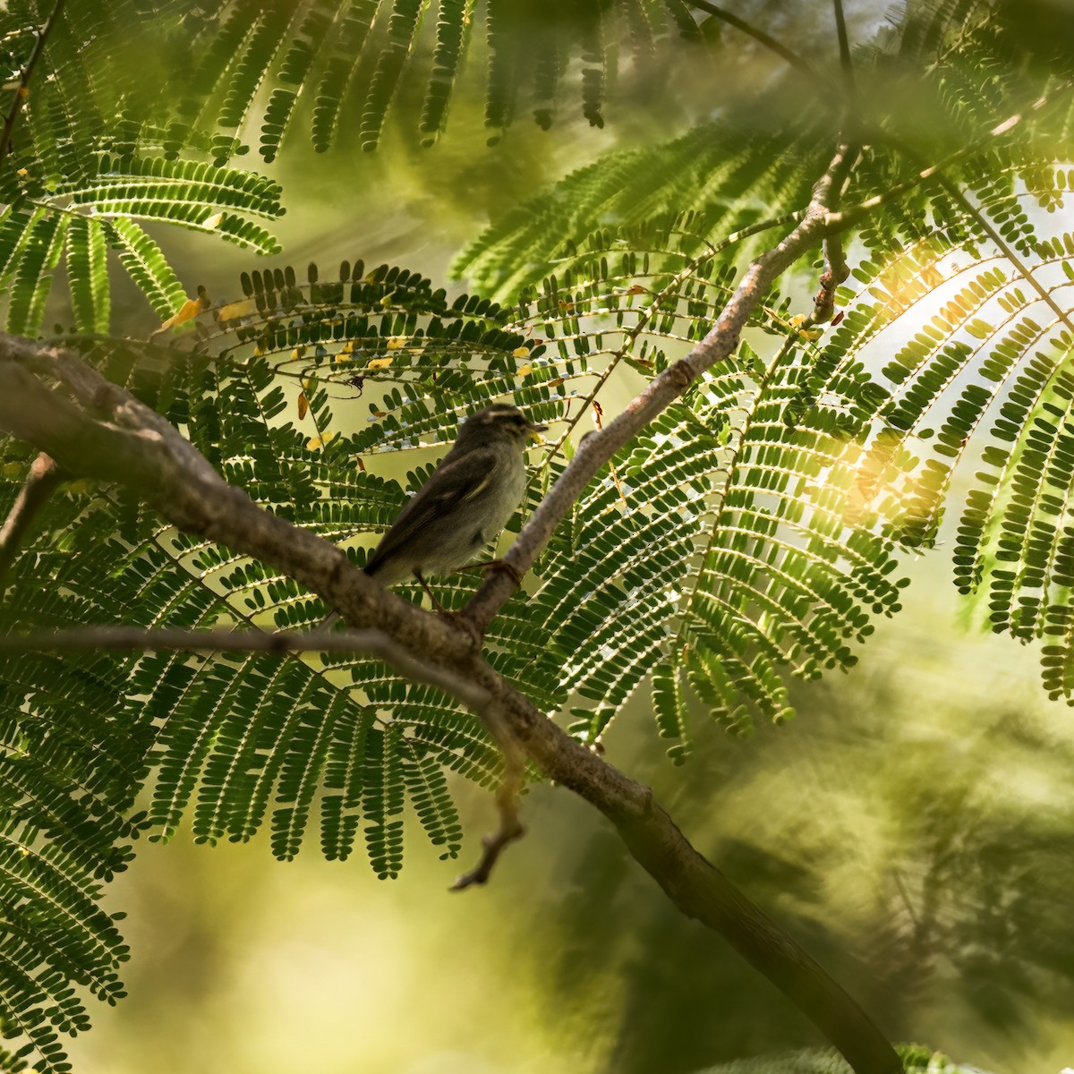 Yellow-browed Warbler - ML497952381