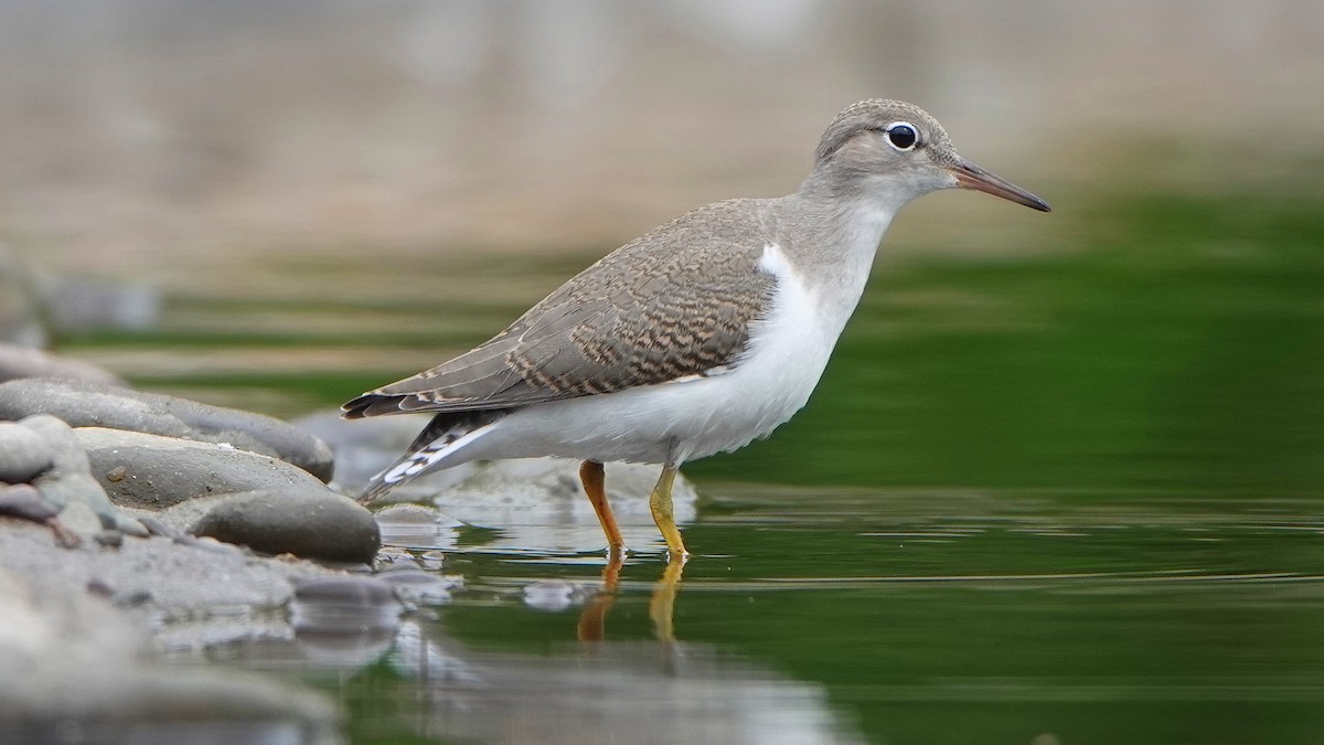 Spotted Sandpiper - ML497952421