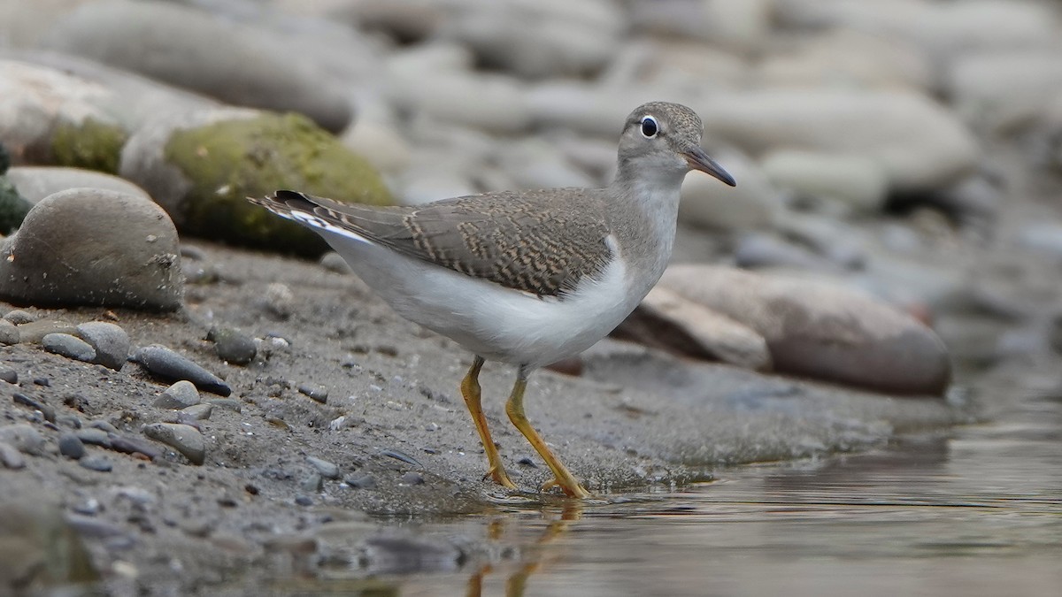 Spotted Sandpiper - ML497952571