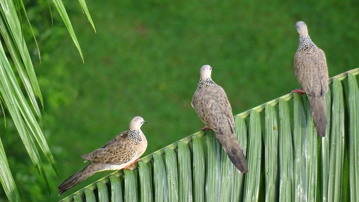 Spotted Dove - Hoatzin Aname