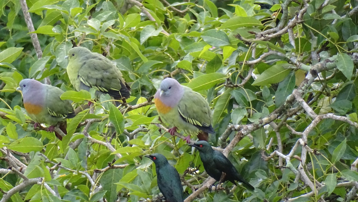 Pink-necked Green-Pigeon - ML497954081