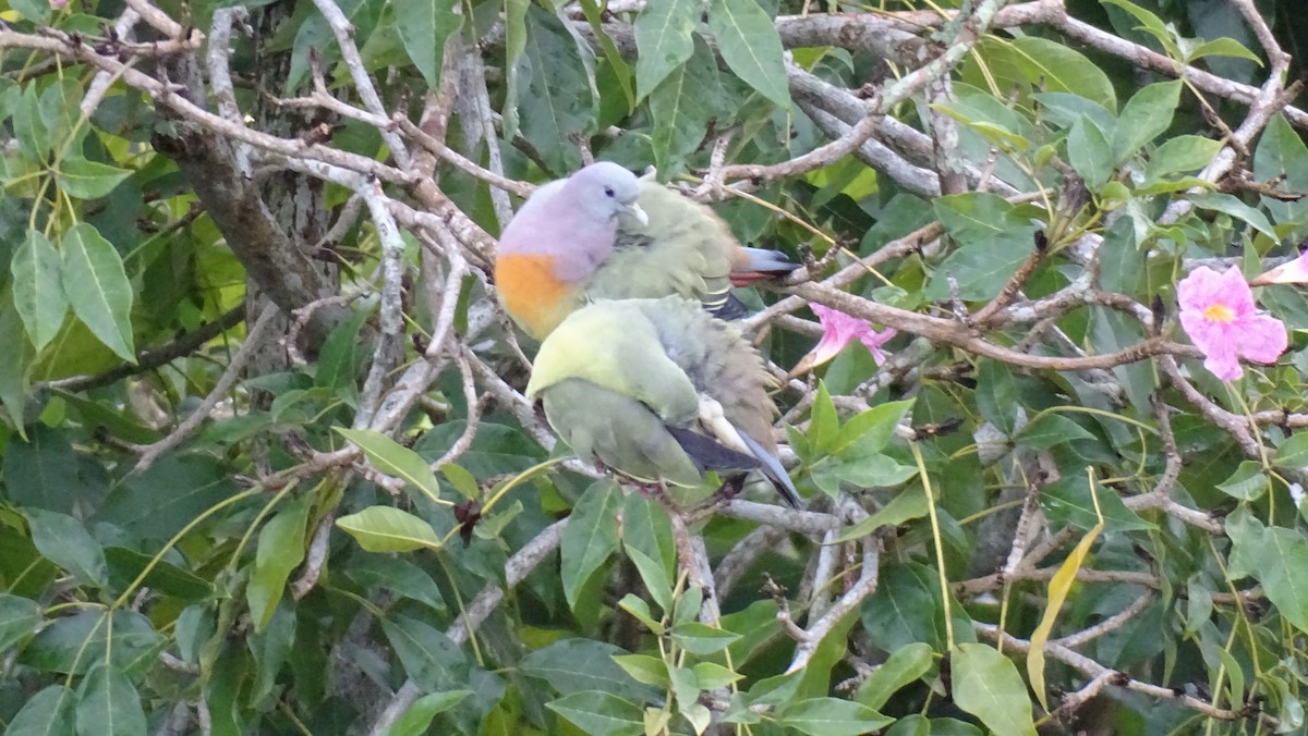 Pink-necked Green-Pigeon - ML497954101