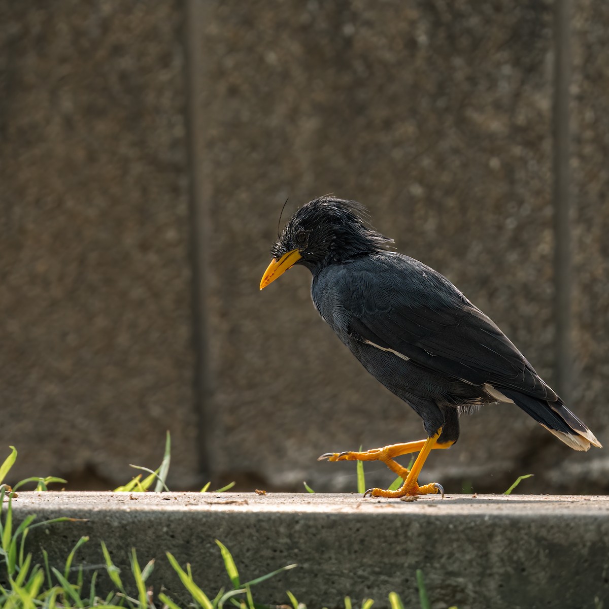 Great Myna - Keshava Mysore