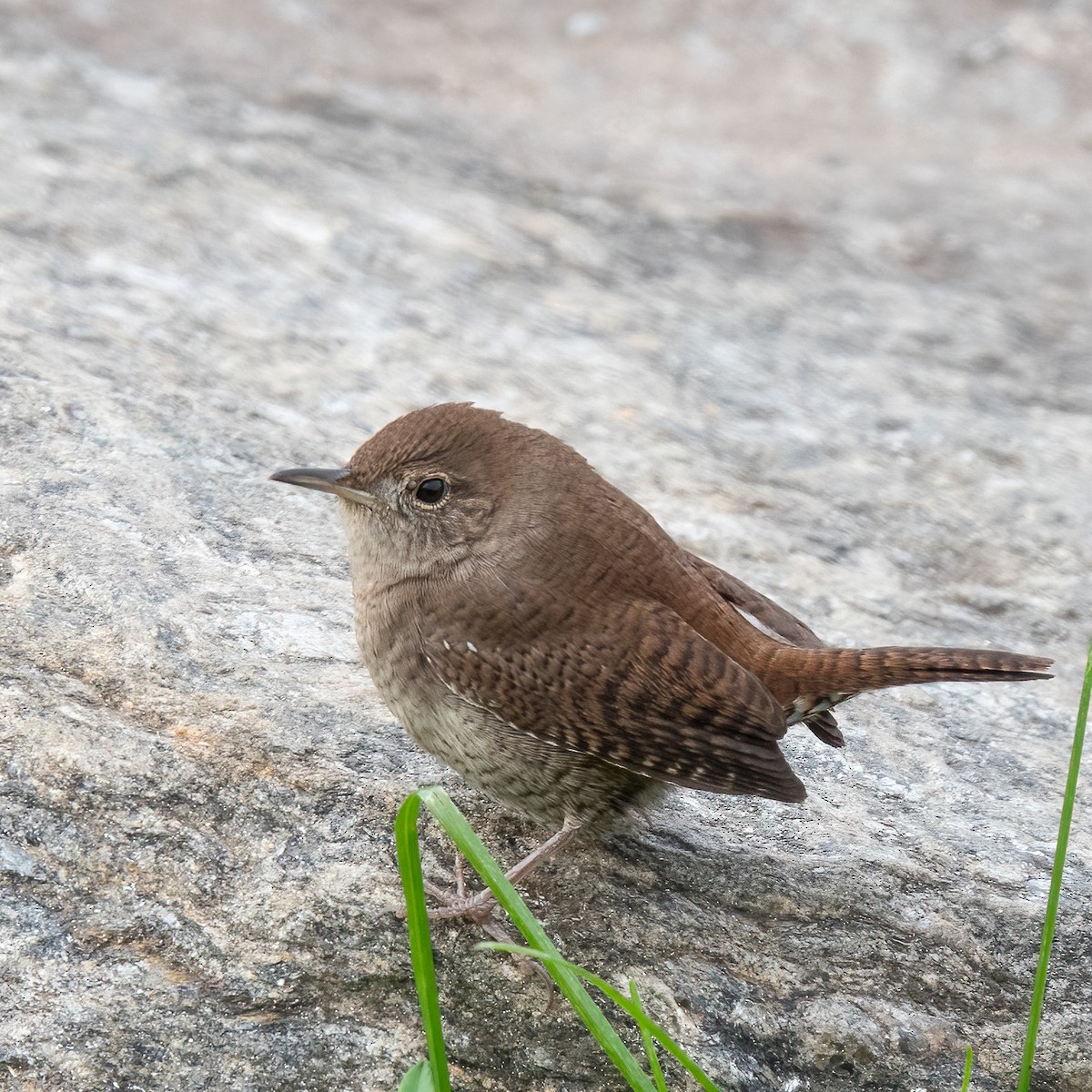 House Wren - ML497954331