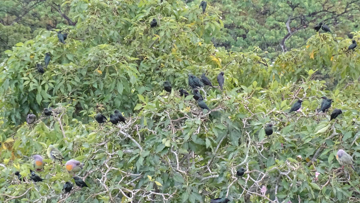 Asian Glossy Starling - ML497954371