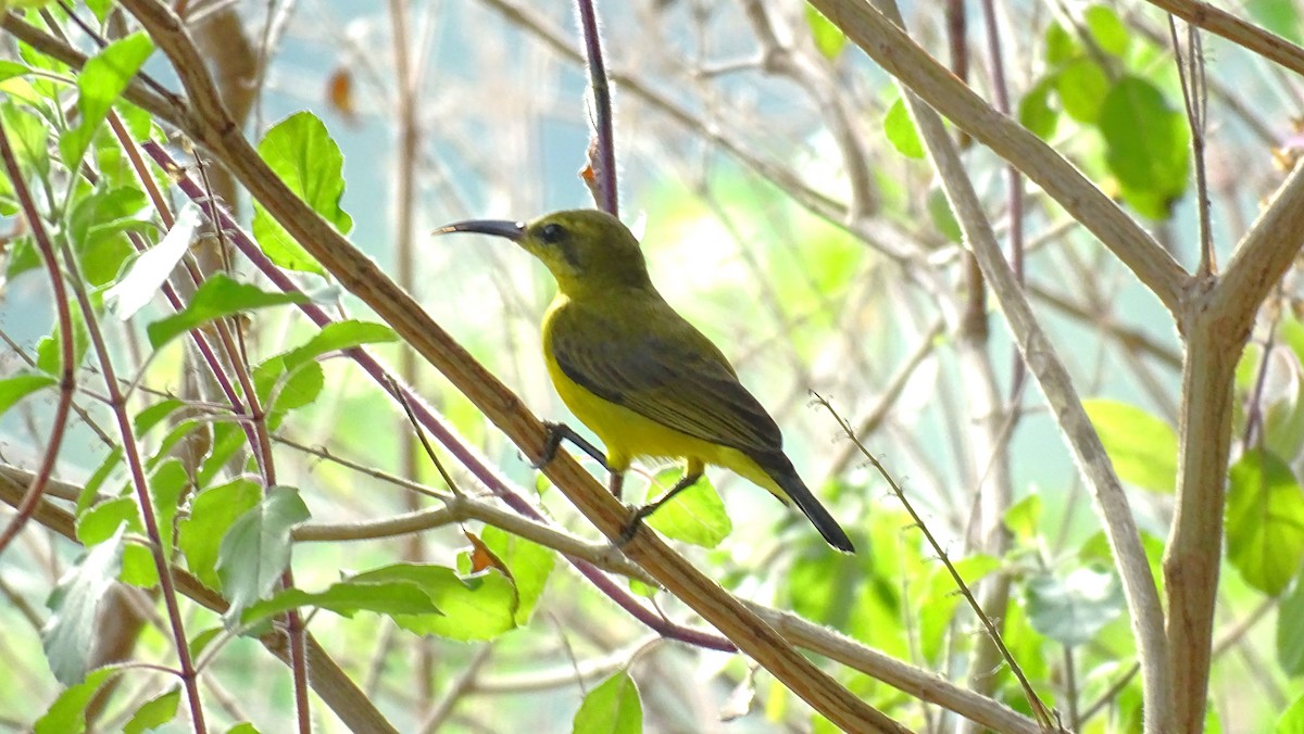 Ornate Sunbird - ML497954581