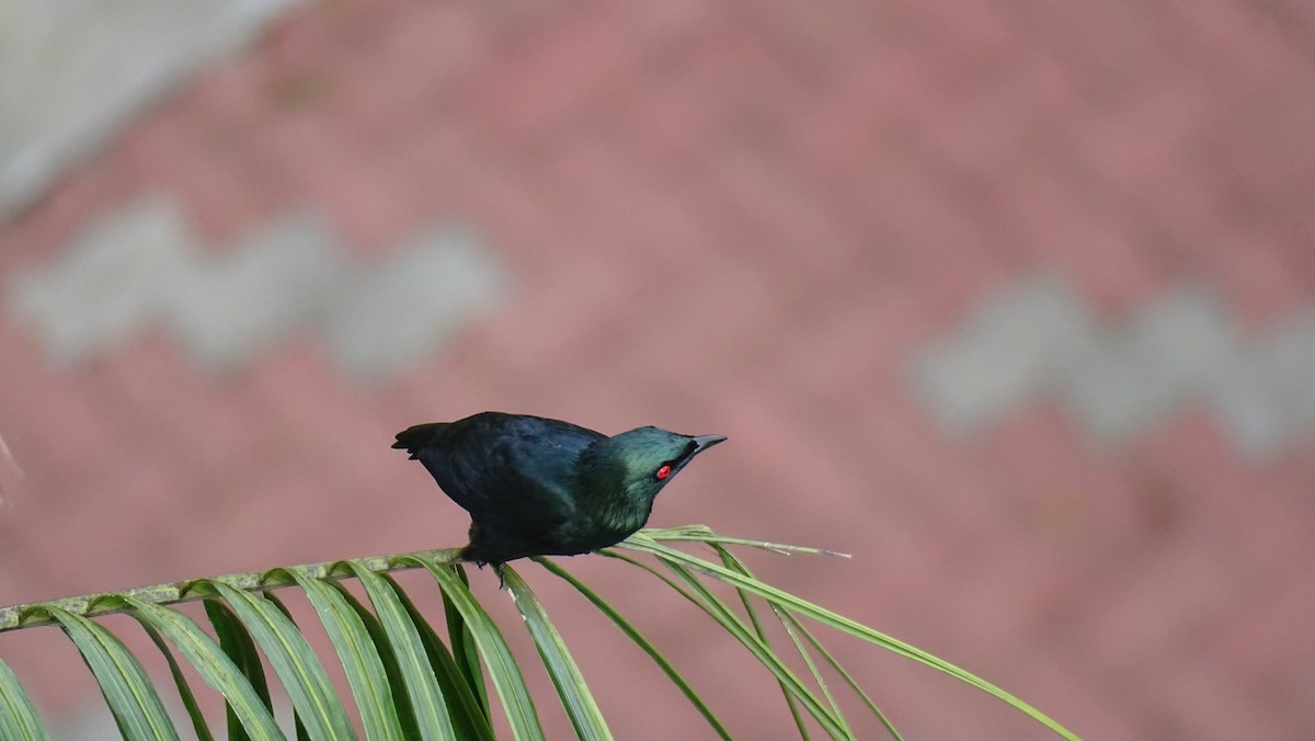 Asian Glossy Starling - ML497954771