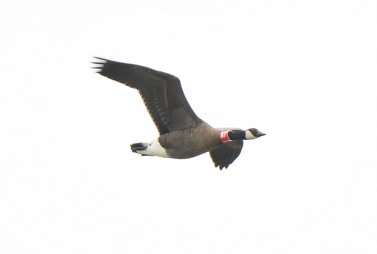 Canada Goose (occidentalis/fulva) - ML497954981