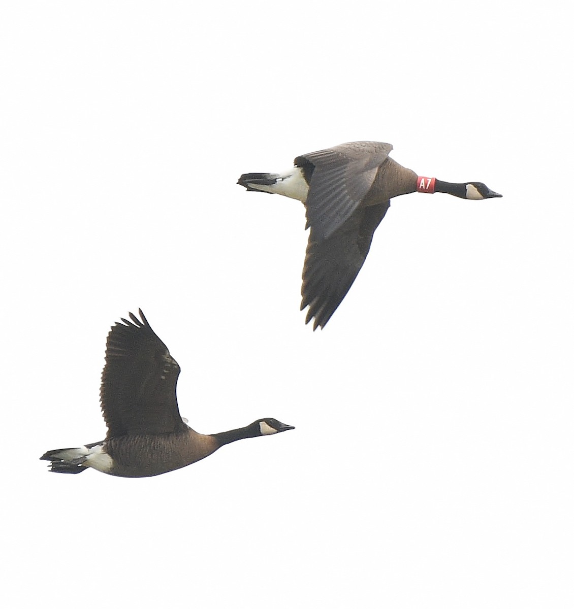 Canada Goose (occidentalis/fulva) - ML497954991