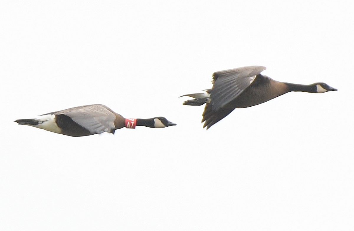 Canada Goose (occidentalis/fulva) - ML497955001