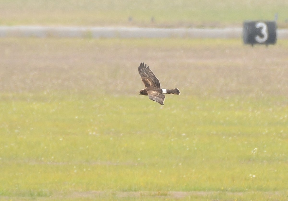 Northern Harrier - ML497955101