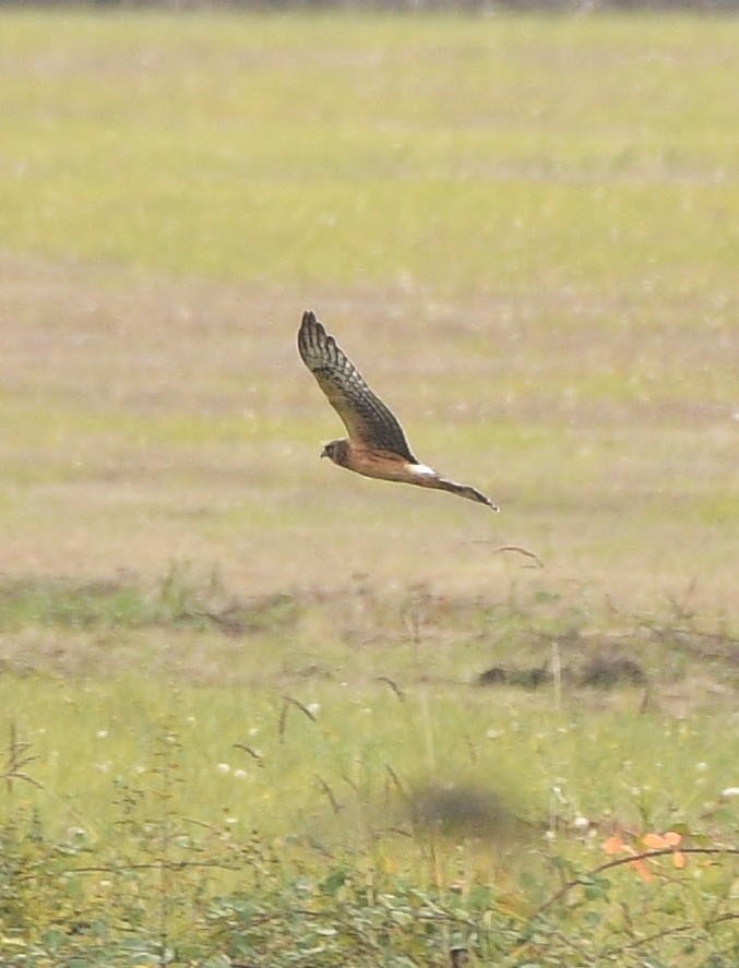 Northern Harrier - ML497955111