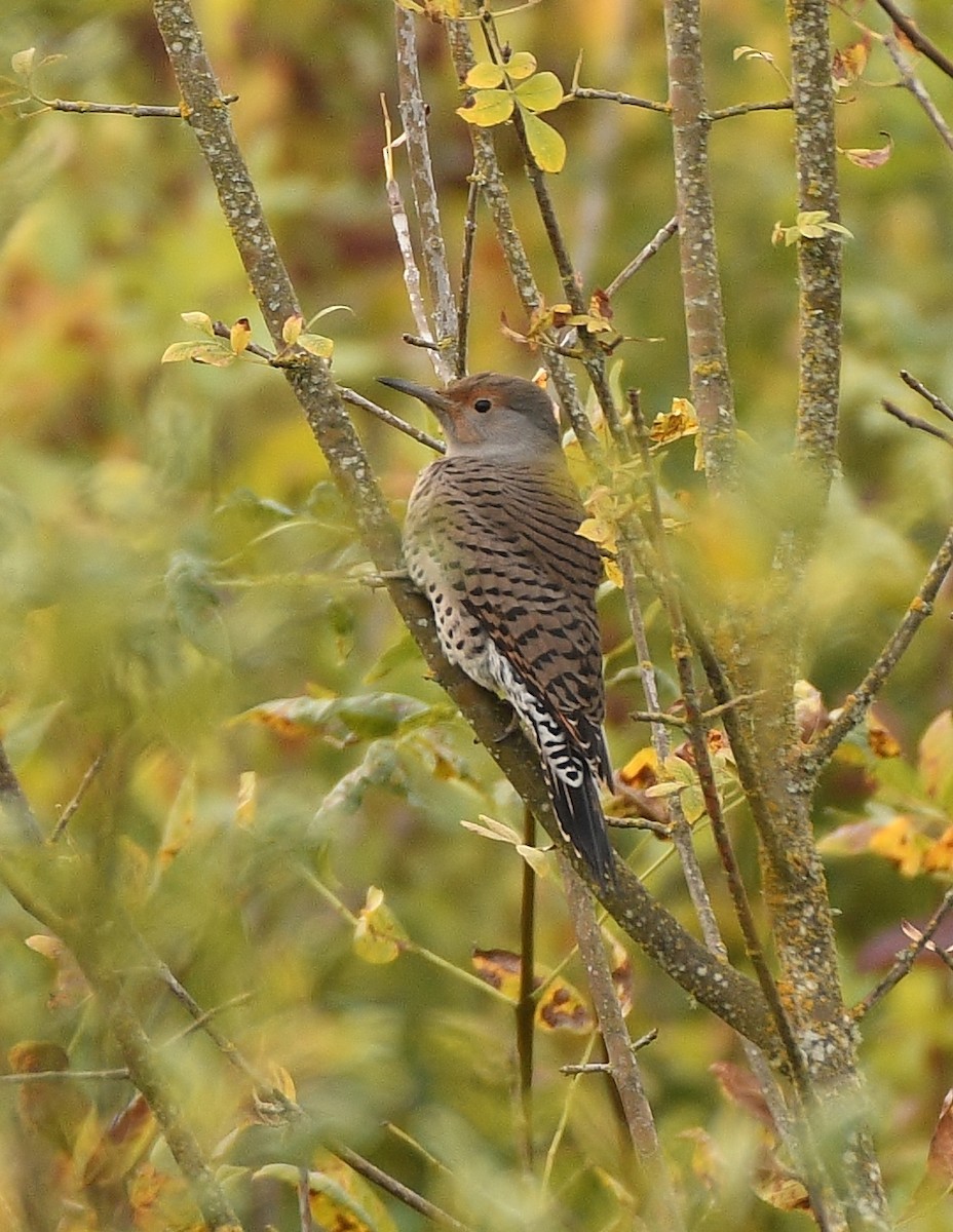 Northern Flicker - ML497955131