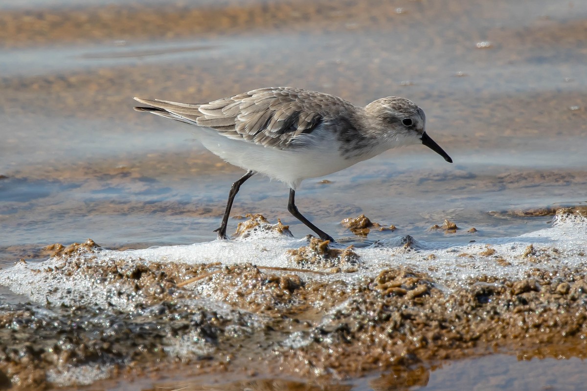 Little Stint - HsuehHung Chang