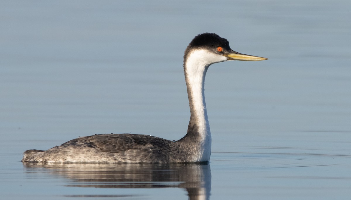 Western Grebe - ML497955851