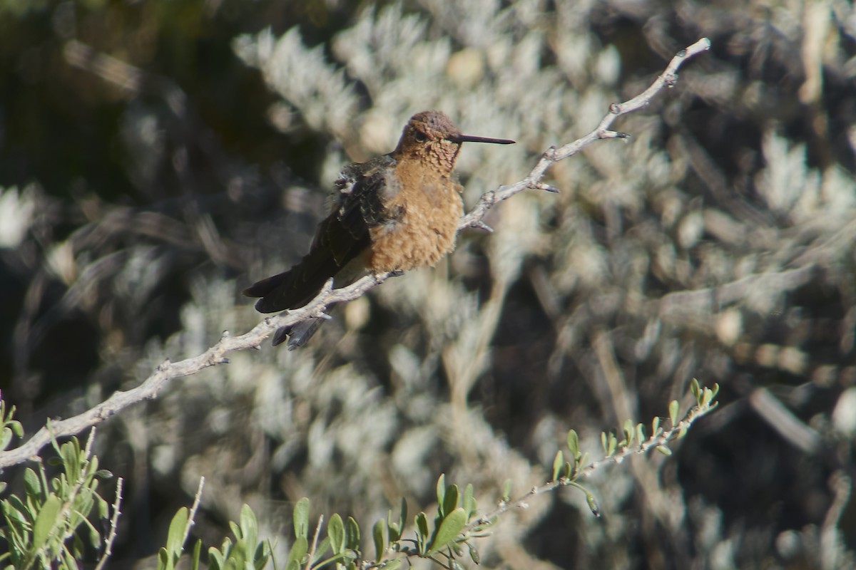 Giant Hummingbird - ML497956051