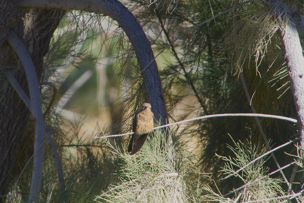Giant Hummingbird - ML497956061