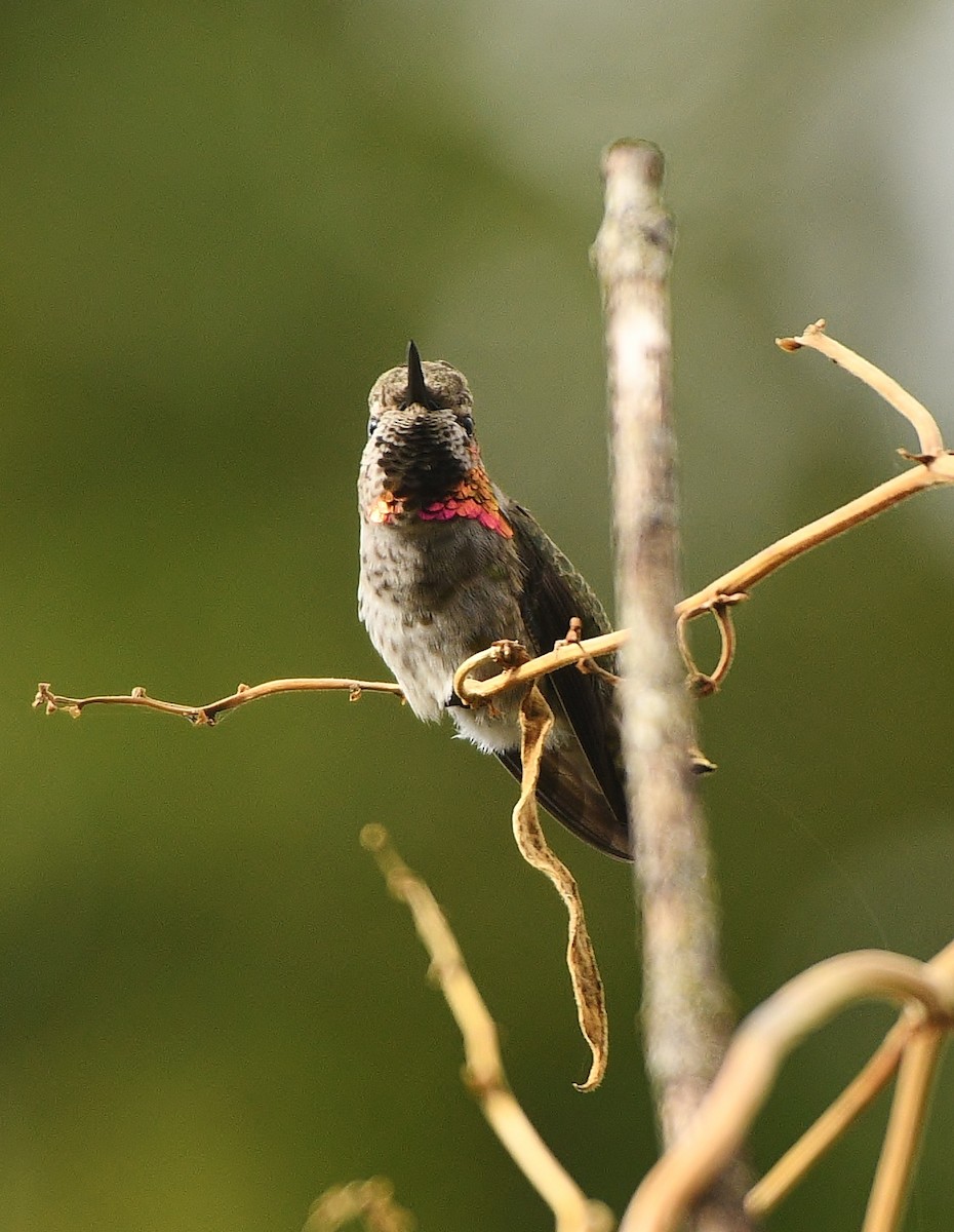 Anna's Hummingbird - ML497956741