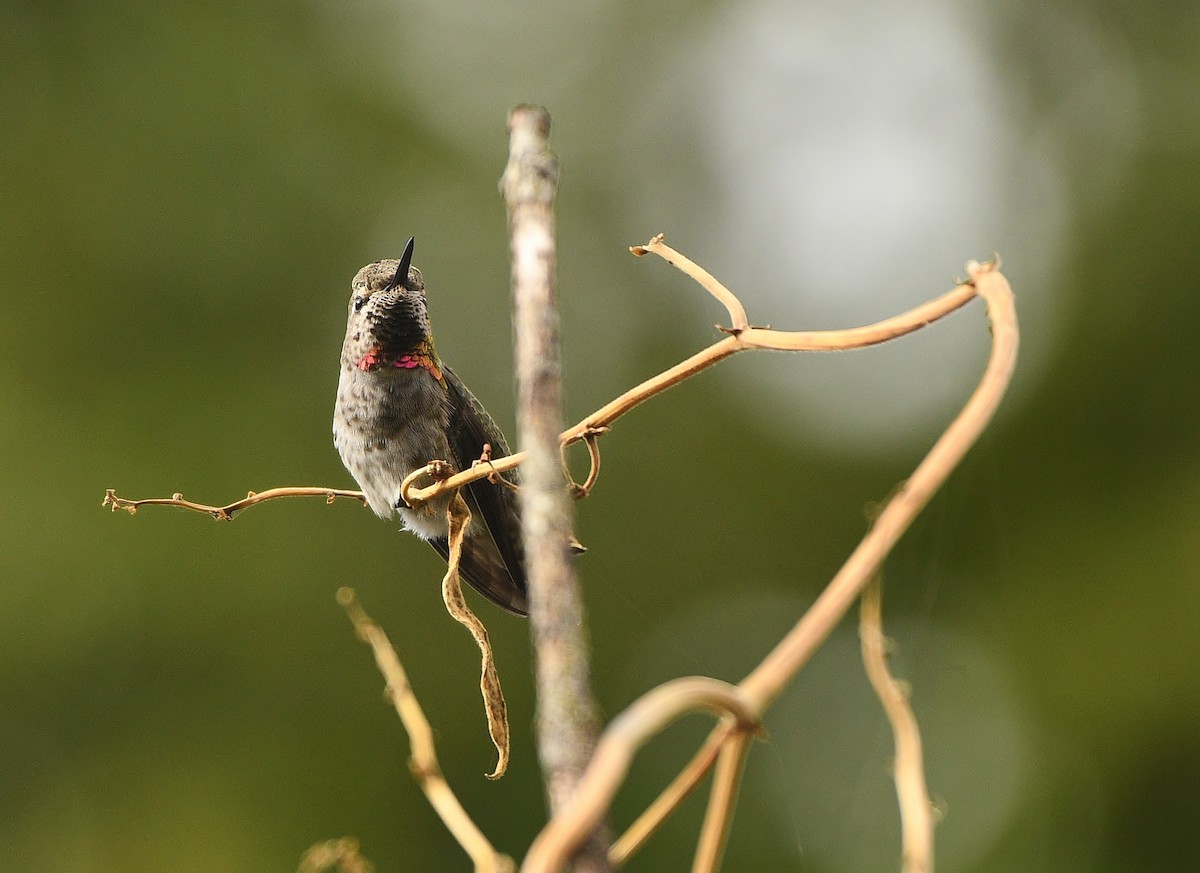 Anna's Hummingbird - ML497956751