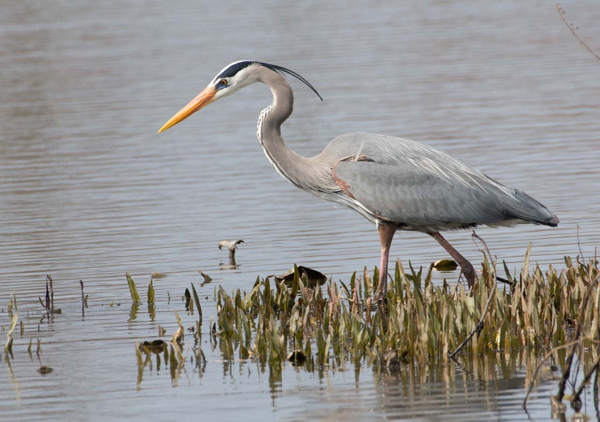 Great Blue Heron - ML49795681