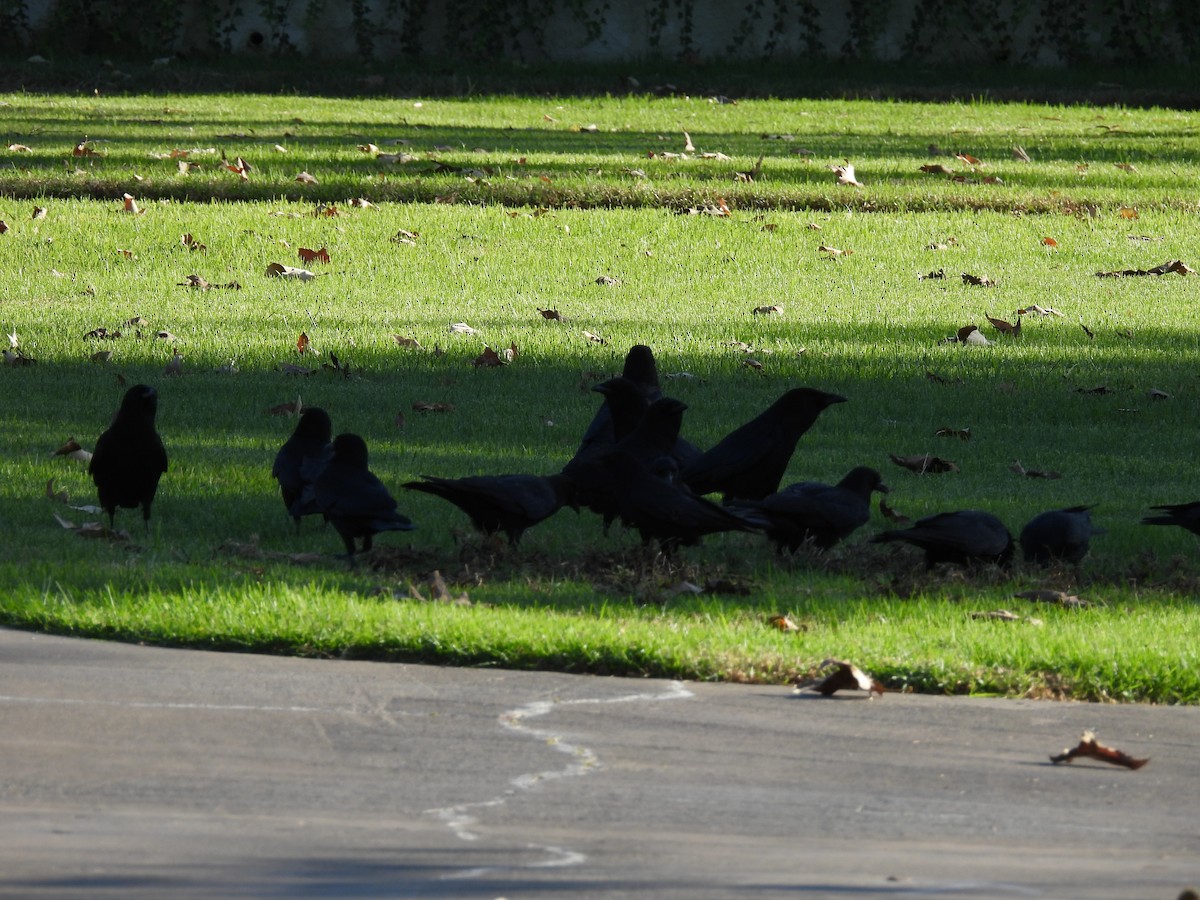 American Crow - ML497957401