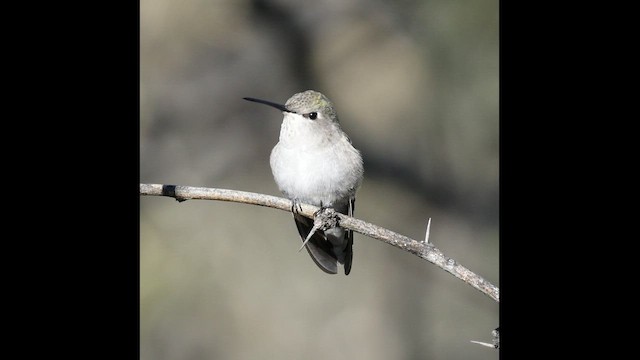 雑種 ノドグロハチドリ x コスタハチドリ - eBird